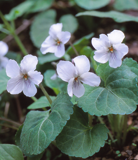 Viola keiskei