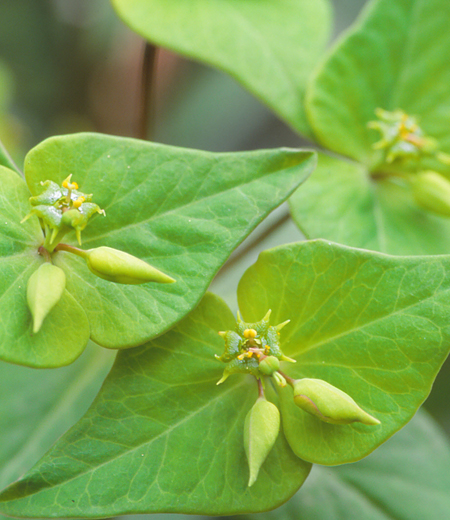 Euphorbia sieboldiana (Euphorbe de Siebold)