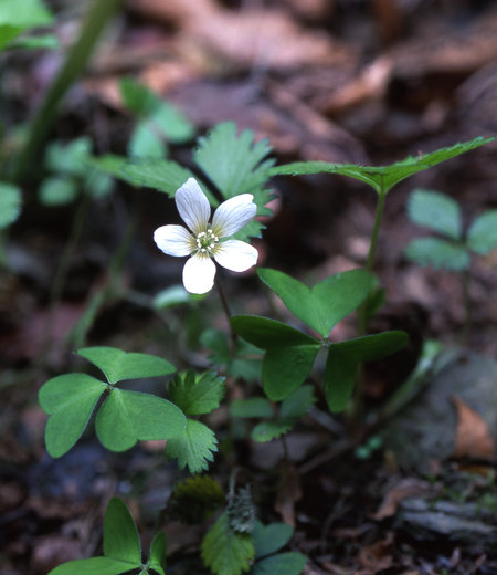 Oxalis griffithii