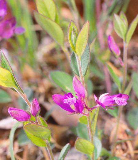 Polygala japonica