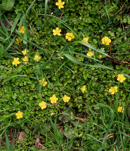 Potentilla hebiichigo