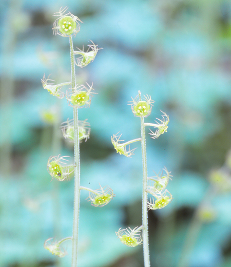 Mitella pauciflora