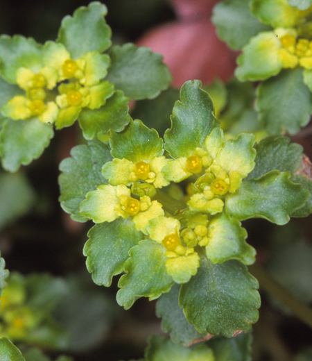 Chrysosplenium grayanum (Dorine de Gray)