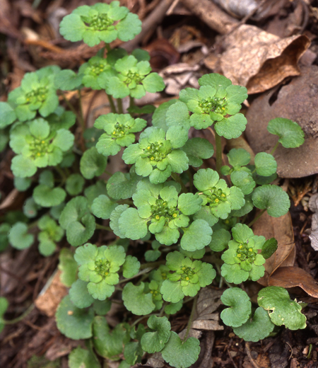 Chrysosplenium japonicum (Dorine du Japon)