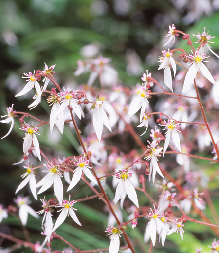 Saxifraga stolonifera (Saxifrage stolonifère)