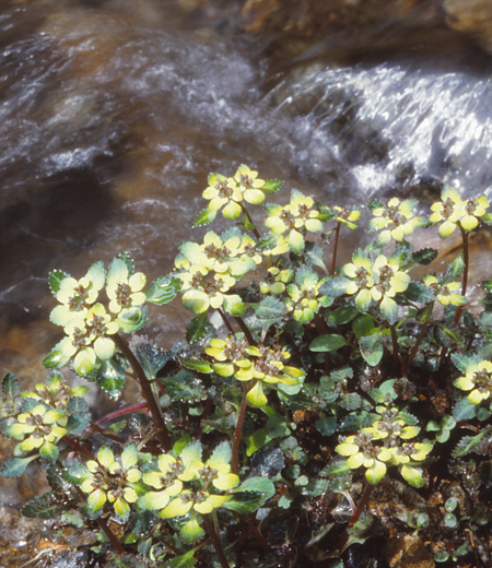 Chrysosplenium macrostemon var. atrandrum