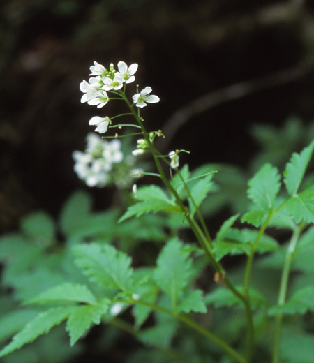 Cardamine appendiculata