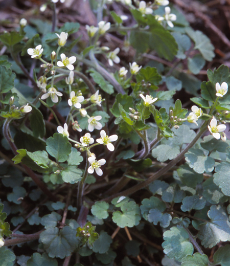 Cardamine tanakae