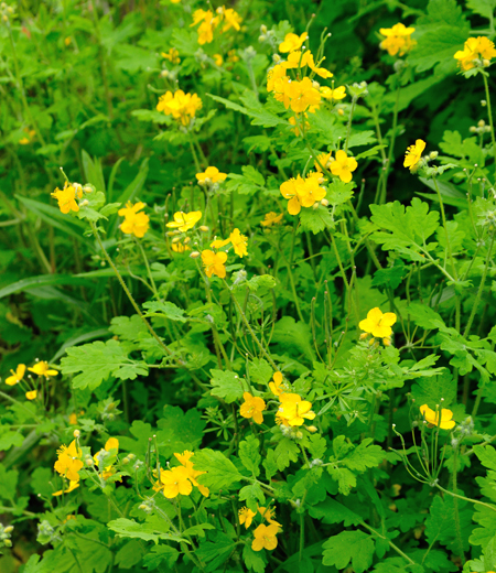 Chelidonium majus