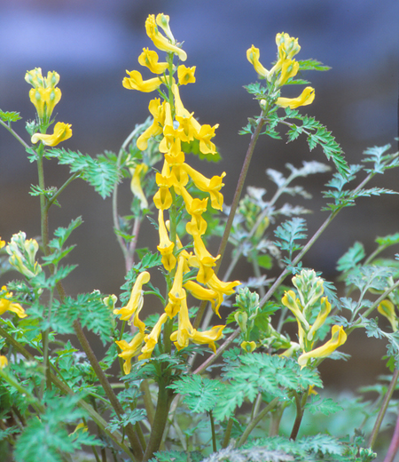 Corydalis pallida var. tenuis