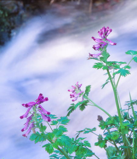 Corydalis incisa (Corydale incisé)