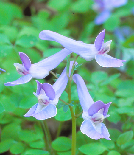 Corydalis lineariloba