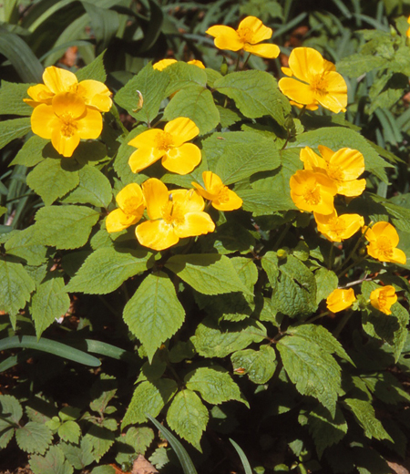 Chelidonium japonicum