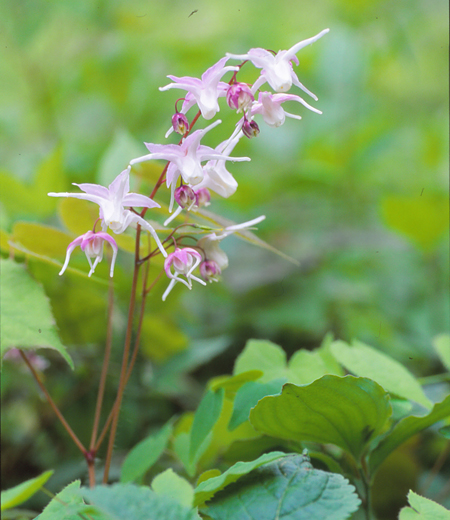 Epimedium grandiflorum var. thunbergianum