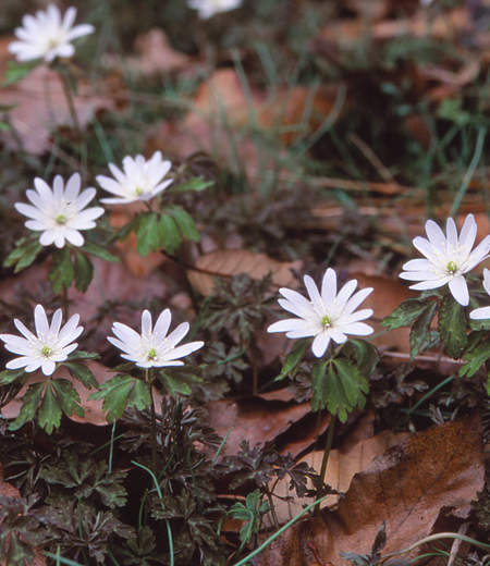 Anemone raddeana