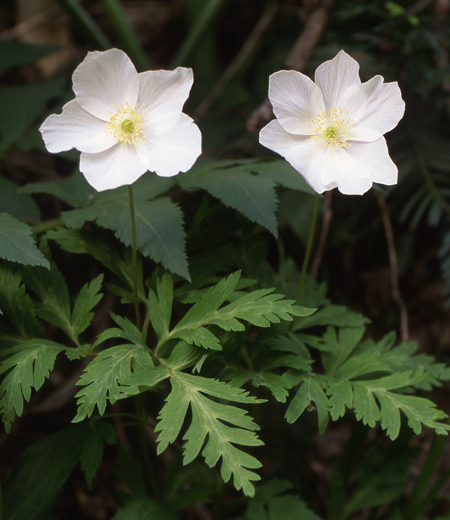 Anemone nikoensis