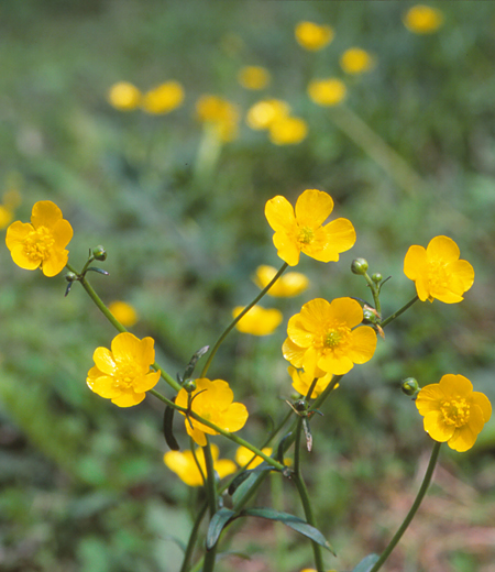 Ranunculus japonicas(Japanese Buttercup)