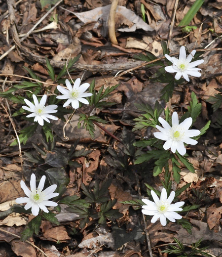 Anemone pseudo-altaica