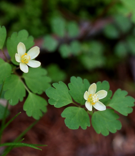 Dichocarpum trachyspermum