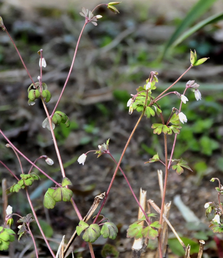 Aquilegia adoxoides (Semiaquilegia adoxoides)