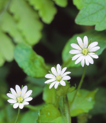 Stellaria sessiliflora