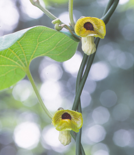 Aristolochia kaempferi