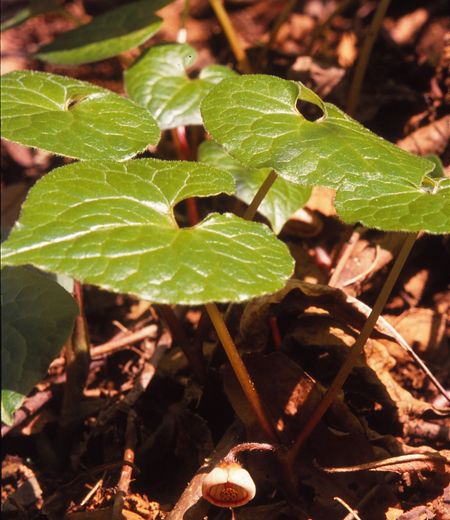 Asarum caulescens (Asaret à tige distincte)