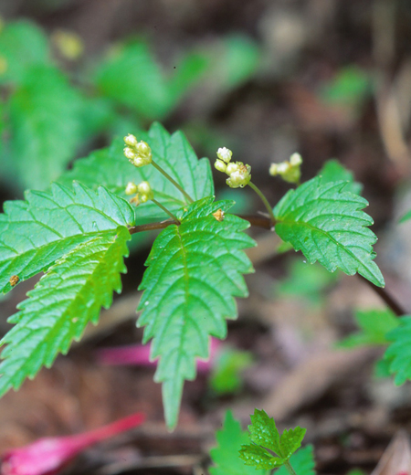 Elatostema umbellatum var. majus