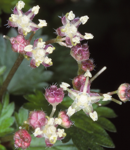 Nanocnide japonica (Nanocnide du Japon)