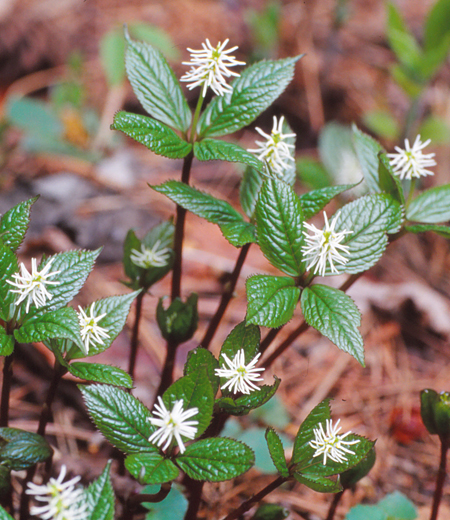 Chloranthus japonicus