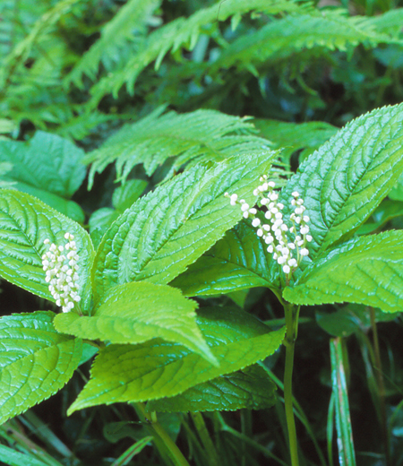 Chloranthus serratus (Chlorante à marge serrulée)