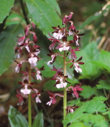 Calanthe discolor