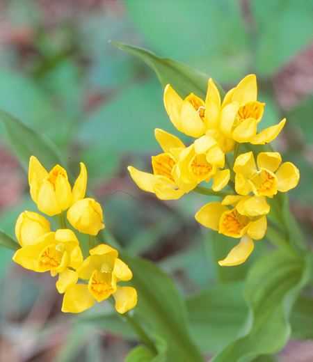 Cephalanthera falcata (Céphalanthère falciforme)