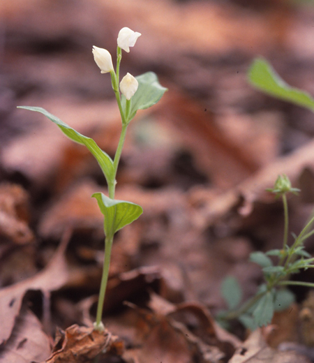 Cephalanthera erecta (Céphalanthère érigé)