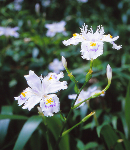 Iris japonica (Iris du Japon)
