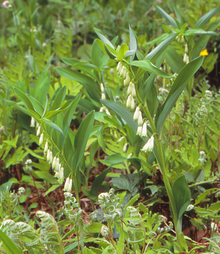 Polygonatum odoratum var. pluriflorum