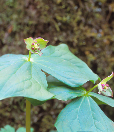 小花延齡草