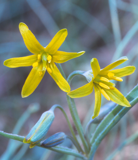 Gagea lutea (Gagée jaune)