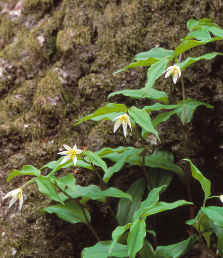 Disporum smilacinum