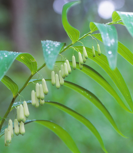 Polygonatum falcatum