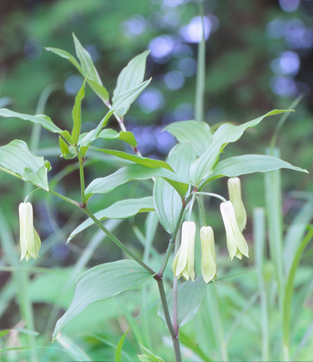 Disporum sessile