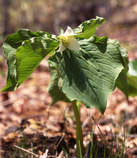 Trillium tschonoskii