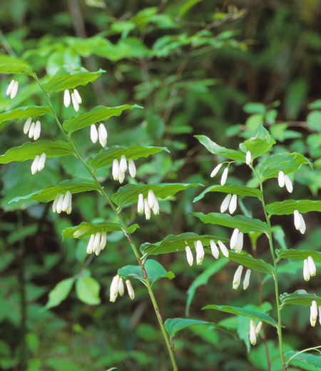 Polygonatum lasianthum