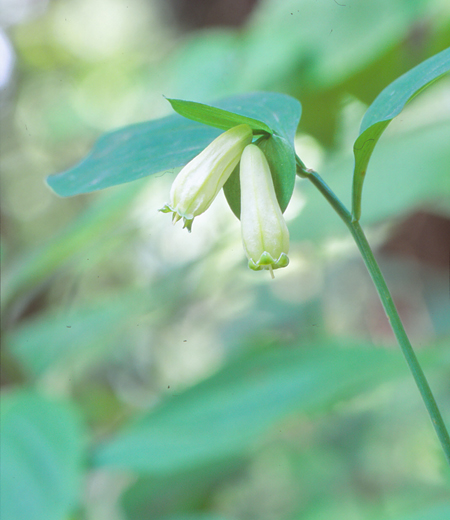 Polygonatum involucratum