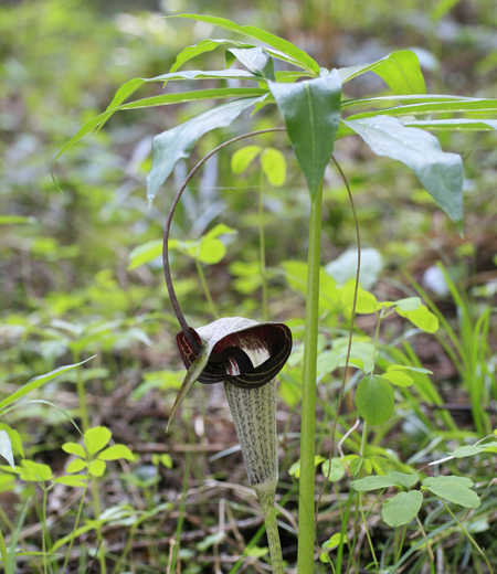 Arisaema thunbergii subsp. urashima