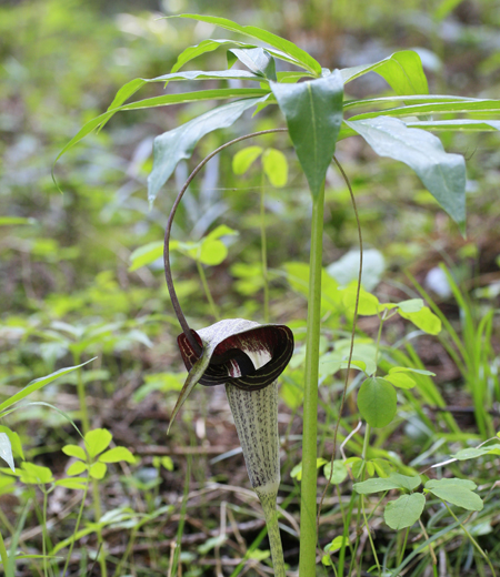 Arisaema urashima