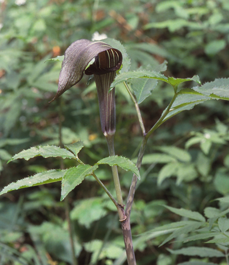 Arisaema serratum