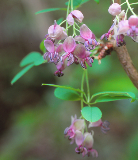 Akebia quinata / Akébie à cinq feuilles