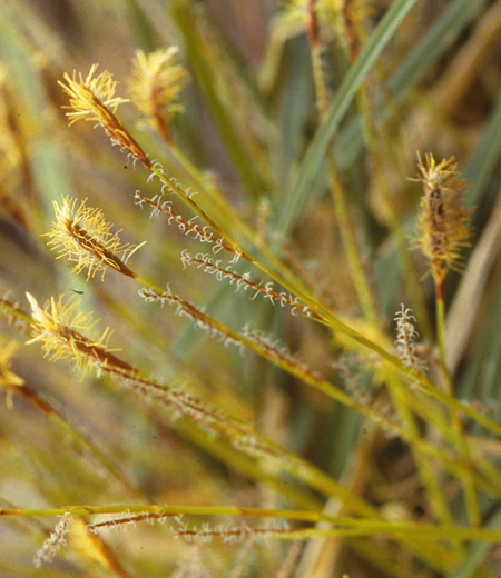 Carex morrowii