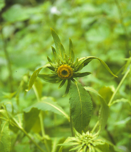 Carpesium macrocephalum